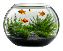 Goldfish swimming in lush planted aquarium, cut out - stock .. png