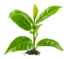 Fresh tea leaves, cut out - stock .. png