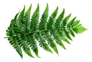 Large green fern leaf, cut out - stock .. png