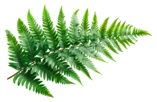 Large green fern leaf, cut out - stock .. png