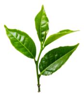 Fresh tea leaves, cut out - stock .. png