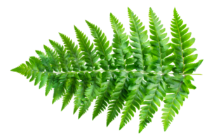 Large green fern leaf, cut out - stock .. png