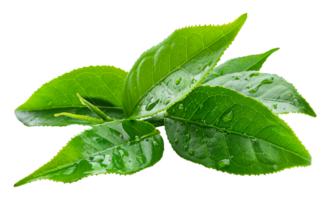 Heap of fresh tea leaves, cut out - stock .. png