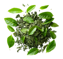 Green tea plant with fresh leaves and dried tea, cut out - stock .. png
