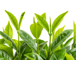 Young tea plant, cut out - stock .. png