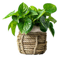 Green houseplant in decorative natural wicker basket, cut out - stock . png