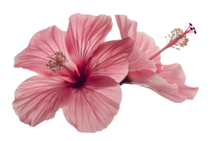 Detailed pink hibiscus flower, cut out - stock .. png