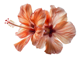 Vibrant orange hibiscus flower with detailed petals, cut out - stock . png