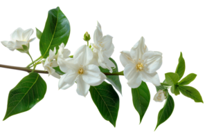 Branch of white flowers with lush green leaves, cut out - stock .. png