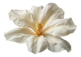 Single white flower with translucent detailed petals, cut out - stock .. png