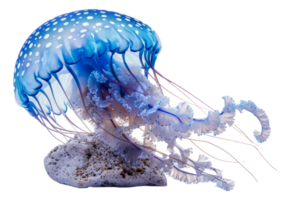 Blue jellyfish with tentacles floating over a sand bed, cut out - stock .. png