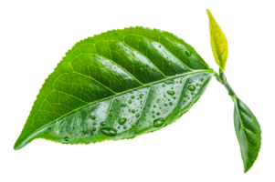 Fresh green leaf, cut out - stock . png