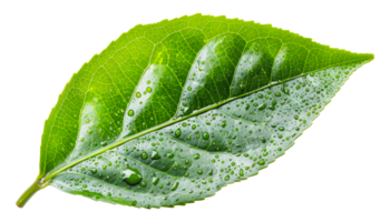 Fresh green leaf, cut out - stock . png