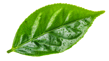 Fresh green leaf, cut out - stock . png