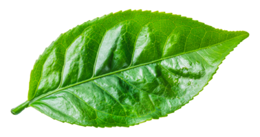 Fresh green leaf, cut out - stock . png