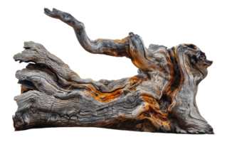 Twisted driftwood tree trunk sculpture, cut out - stock . png