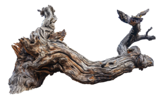 torcido madeira flutuante árvore tronco escultura, cortar Fora - estoque . png