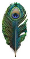 Colorful peacock feather close, cut out - stock . png