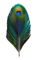 Colorful peacock feather close, cut out - stock . png