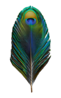 vistoso pavo real pluma cerca, cortar fuera - valores . png