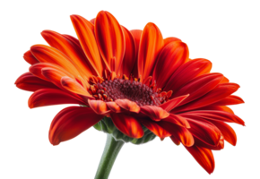 Bright orange gerbera daisy, cut out - stock . png