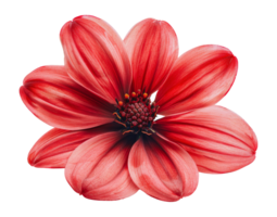 Vibrant red dahlia flower with detailed petals, cut out - stock . png