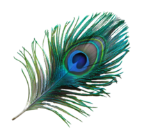 Colorful peacock feather close, cut out - stock . png