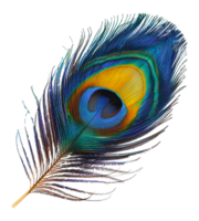 Colorful peacock feather close, cut out - stock . png