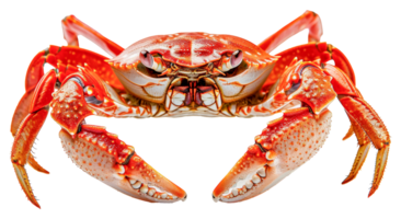 Colorful reef crab with detailed textures, cut out - stock . png