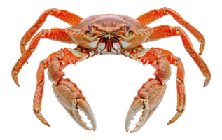 Colorful reef crab with detailed textures, cut out - stock . png