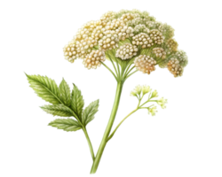 Schafgarbe Blume Korn Illustration isoliert auf Weiß Hintergrund png