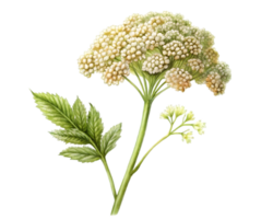 yarrow flor grão ilustração isolado em branco fundo png