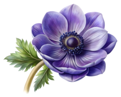 Anemone Flower Grain Illustration Isolated on White Background png