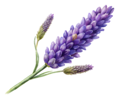 Lavender Flower Grain Illustration Isolated on White Background png