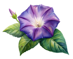 Morning Glory Flower Grain Illustration Isolated on Transparent Background png