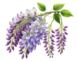 Wisteria Flower Grain Illustration Isolated on White Background png
