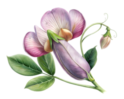 doce ervilha flor grão ilustração isolado em branco fundo png