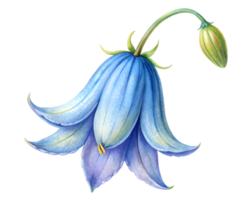 Bluebell Flower Grain Illustration Isolated on White Background png