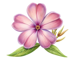 Phlox Flower Grain Illustration Isolated on White Background png