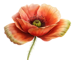 Poppy Flower Grain Illustration Isolated on White Background png