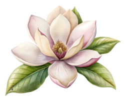 magnolia blomma spannmål illustration isolerat på vit bakgrund png