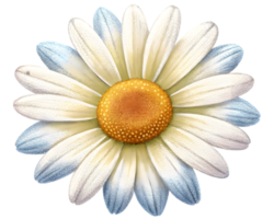 Daisy Flower Grain Illustration Isolated on White Background png