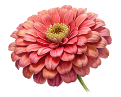 Zinnia Flower Grain Illustration Isolated on White Background png