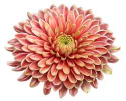 chrysanthème fleur grain illustration isolé sur transparent Contexte png