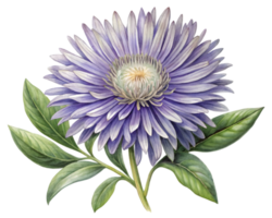 aster bloem graan illustratie geïsoleerd Aan wit achtergrond png