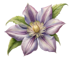 clematis blomma spannmål illustration isolerat på transparent bakgrund png