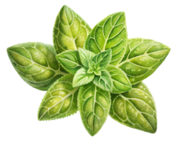 oregano spannmål illustration isolerat på transparent bakgrund png