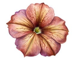 petunia bloem graan illustratie geïsoleerd Aan transparant achtergrond png