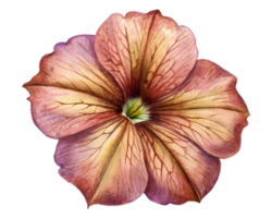 Petunia Flower Grain Illustration Isolated on Transparent Background png