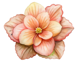 Begonia Flower Grain Illustration Isolated on Transparent Background png